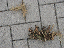 Chemievrij onkruidbeheer2