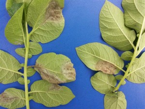 Phytophthora aantasting: links levende phytophthora, duidelijk nog levende schimmelpluis op grens van bruin en groen; rechts blad met dode phytophthora, scherp grensvlak dood en levend blad