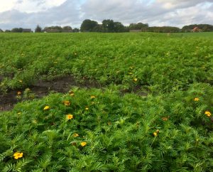 Tagetes patula